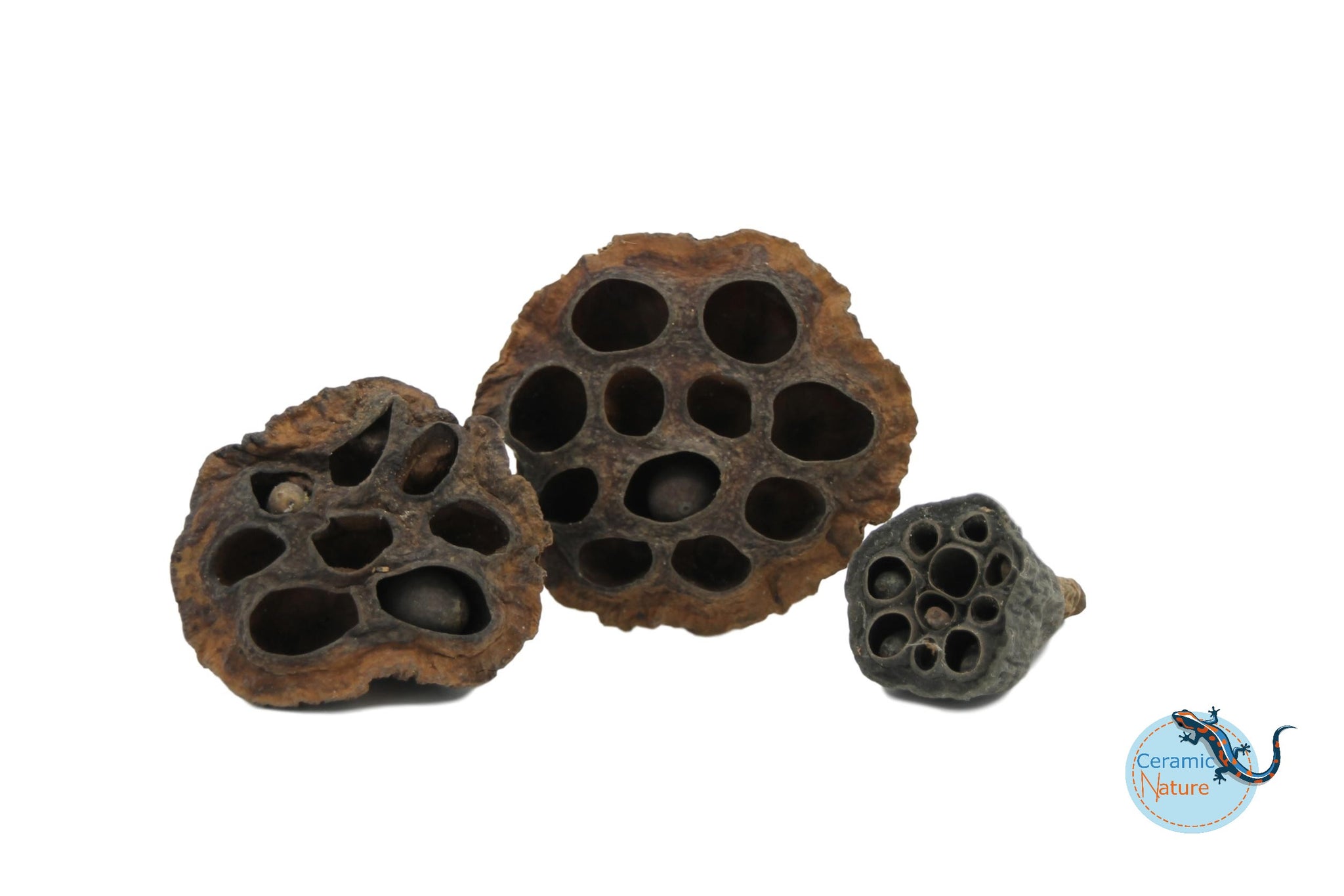 Lotus pods 3x
