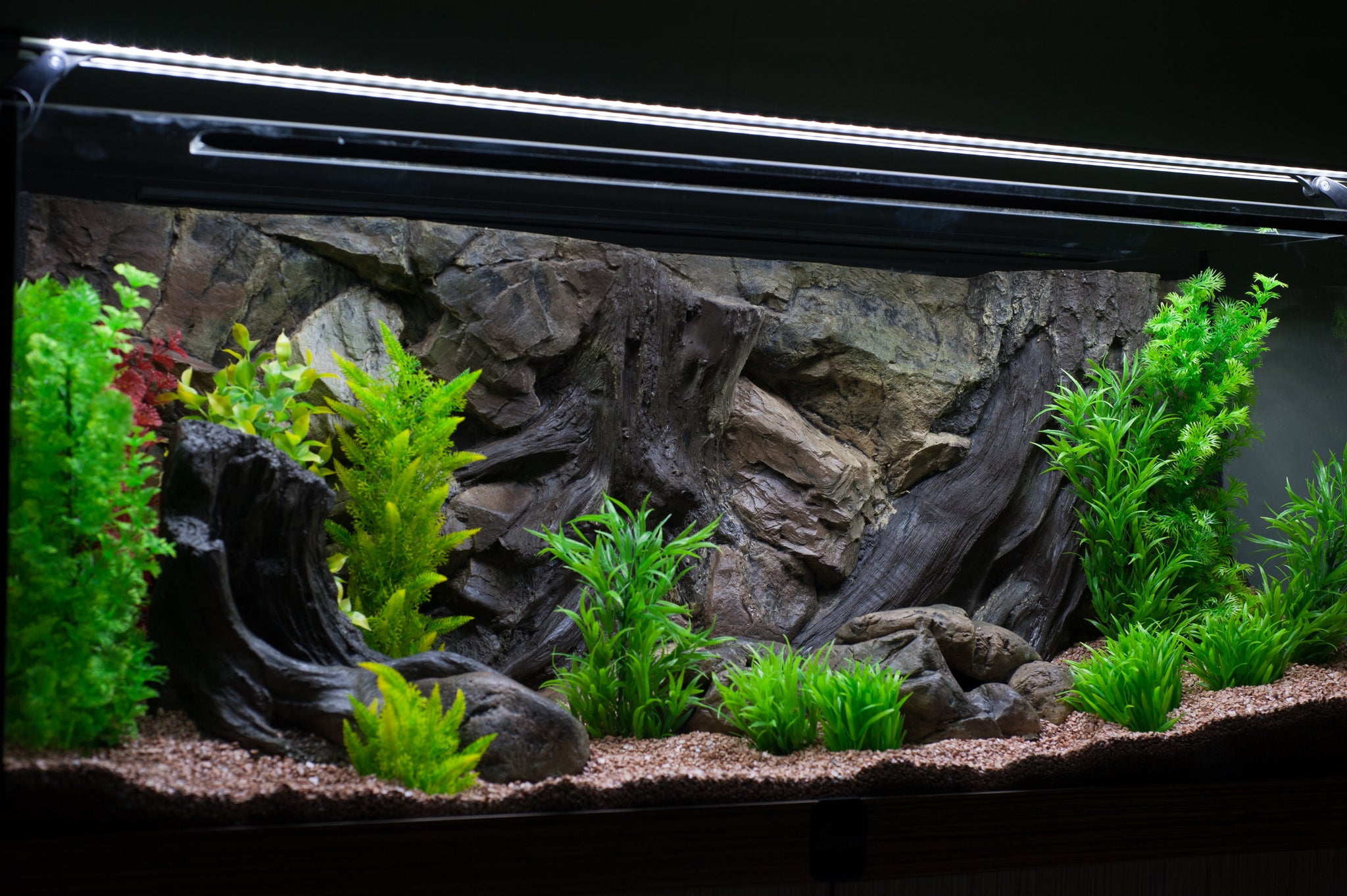 Background root