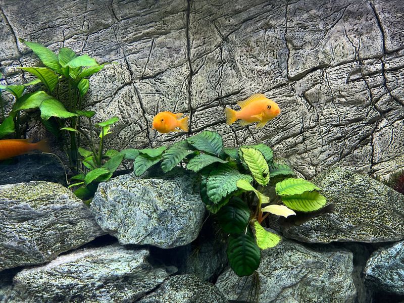Fish in aquarium