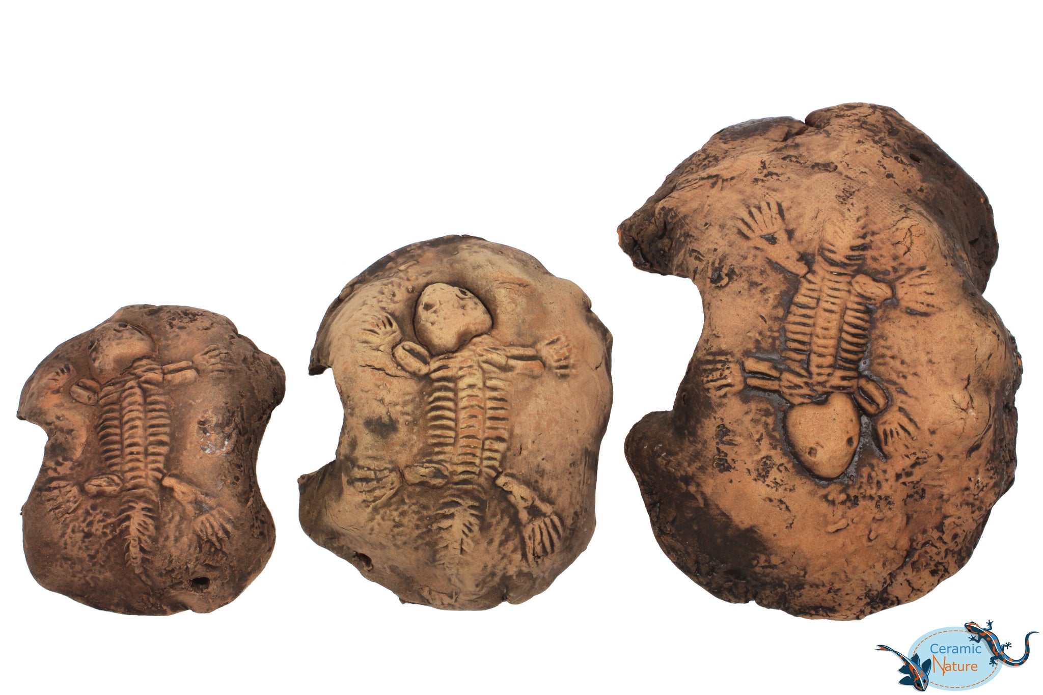 Fossil stone brown