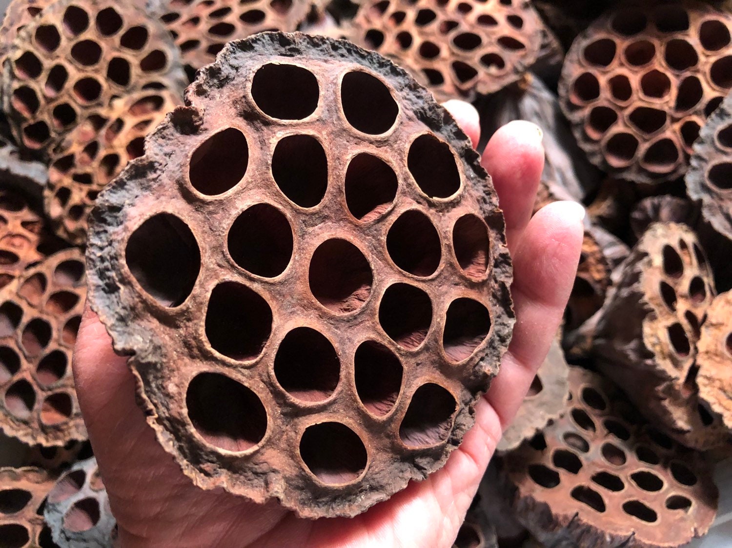 Lotus pods 3x