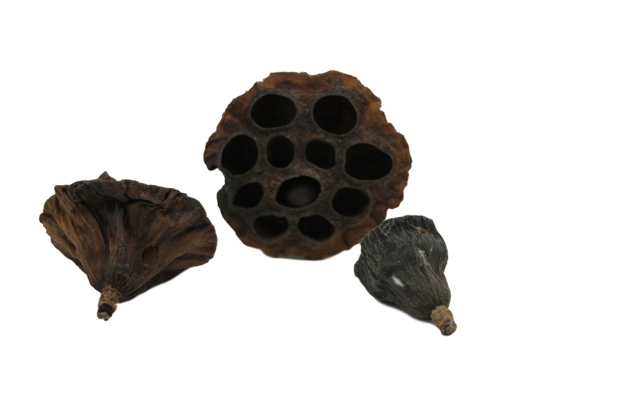 Lotus pods 3x