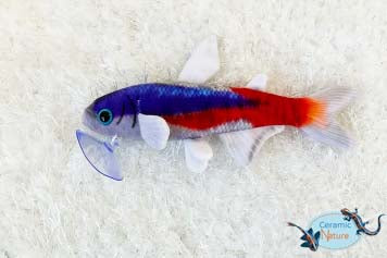 Tetra plush