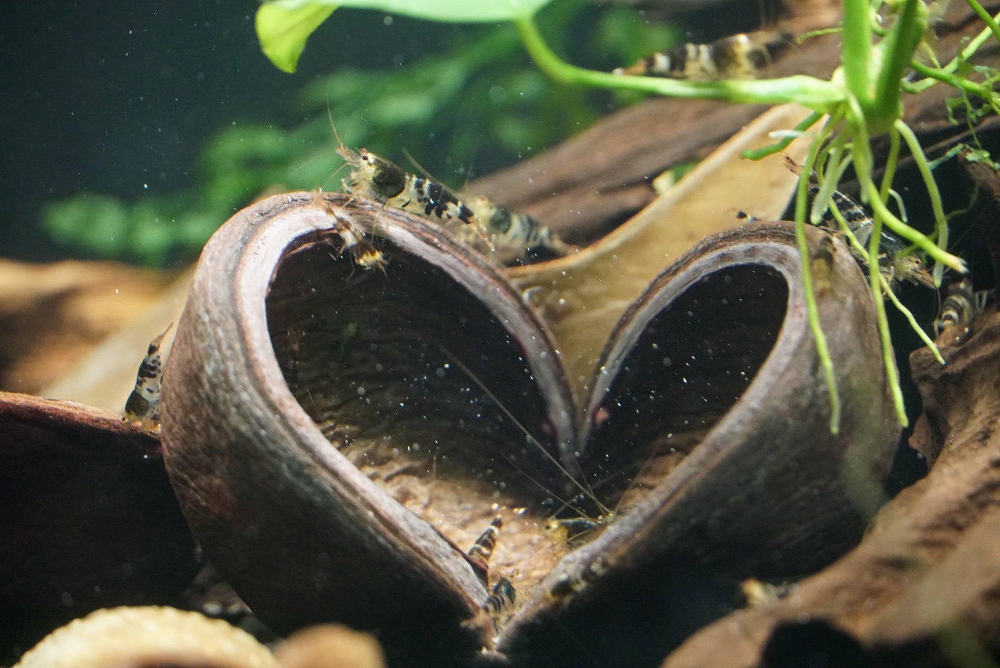 Thelambu pods