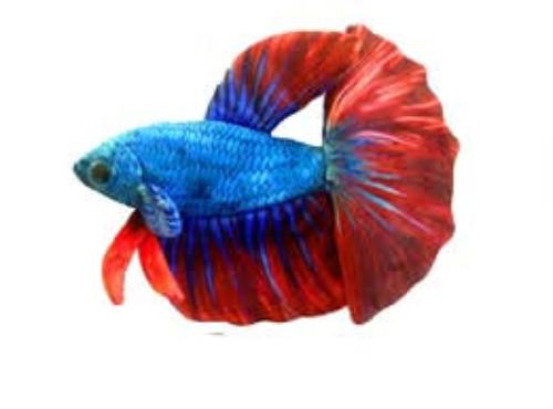 Betta fish plush
