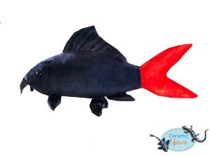 Redtail shark plush