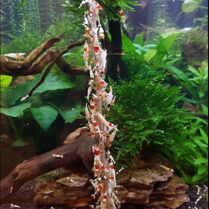 Collection image for: Shrimpfood