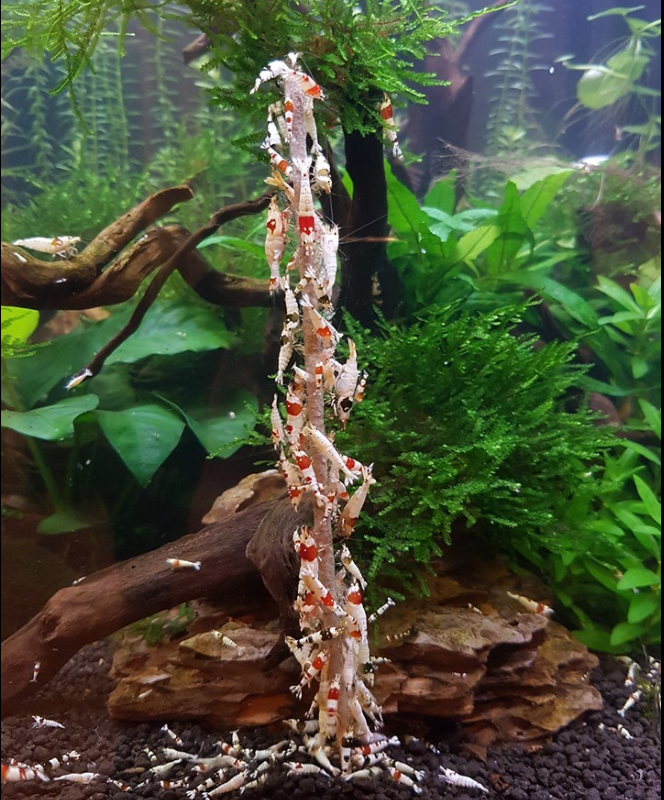 Shrimpfood