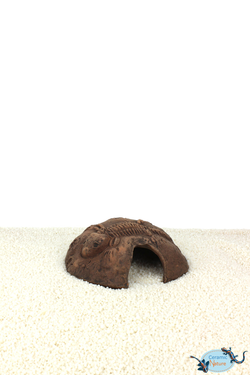 Fossil stone brown