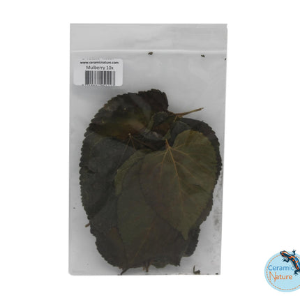 Mulberry 10x