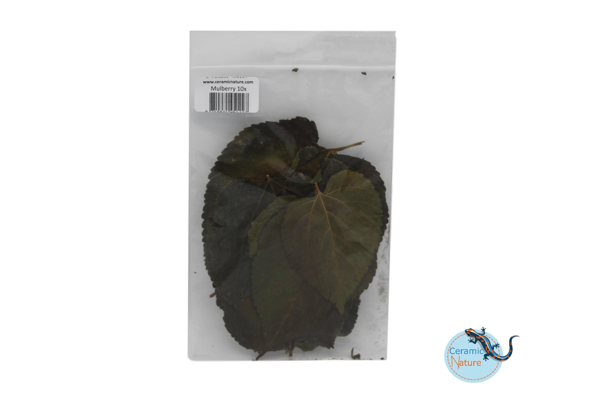 Mulberry 10x