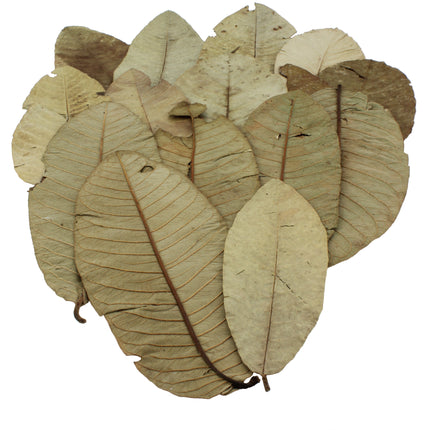 Guave leaves 15x