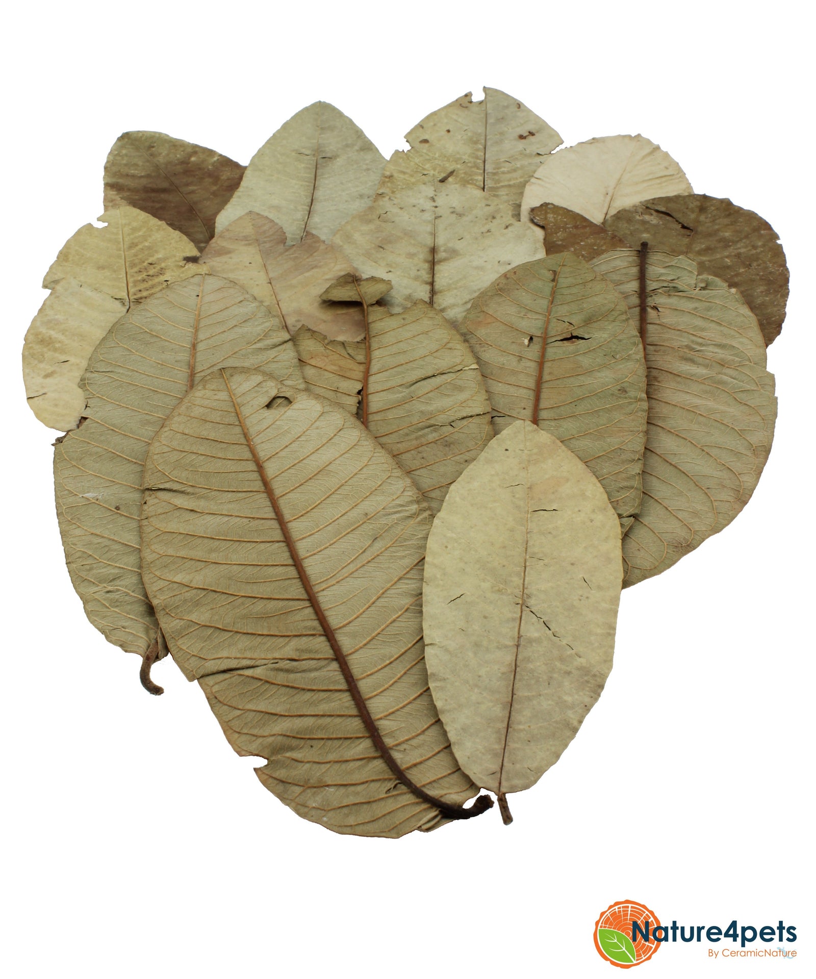 Guave leaves 15x