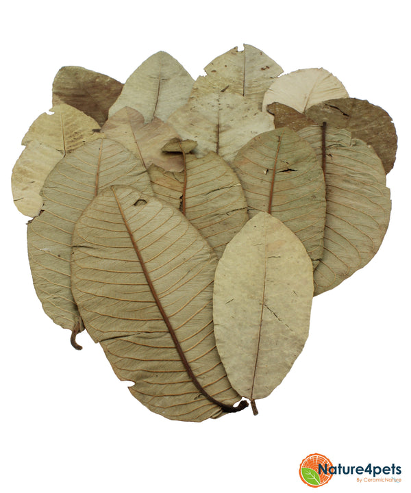 Guave leaves 15x