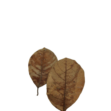 Jack leaves 20x