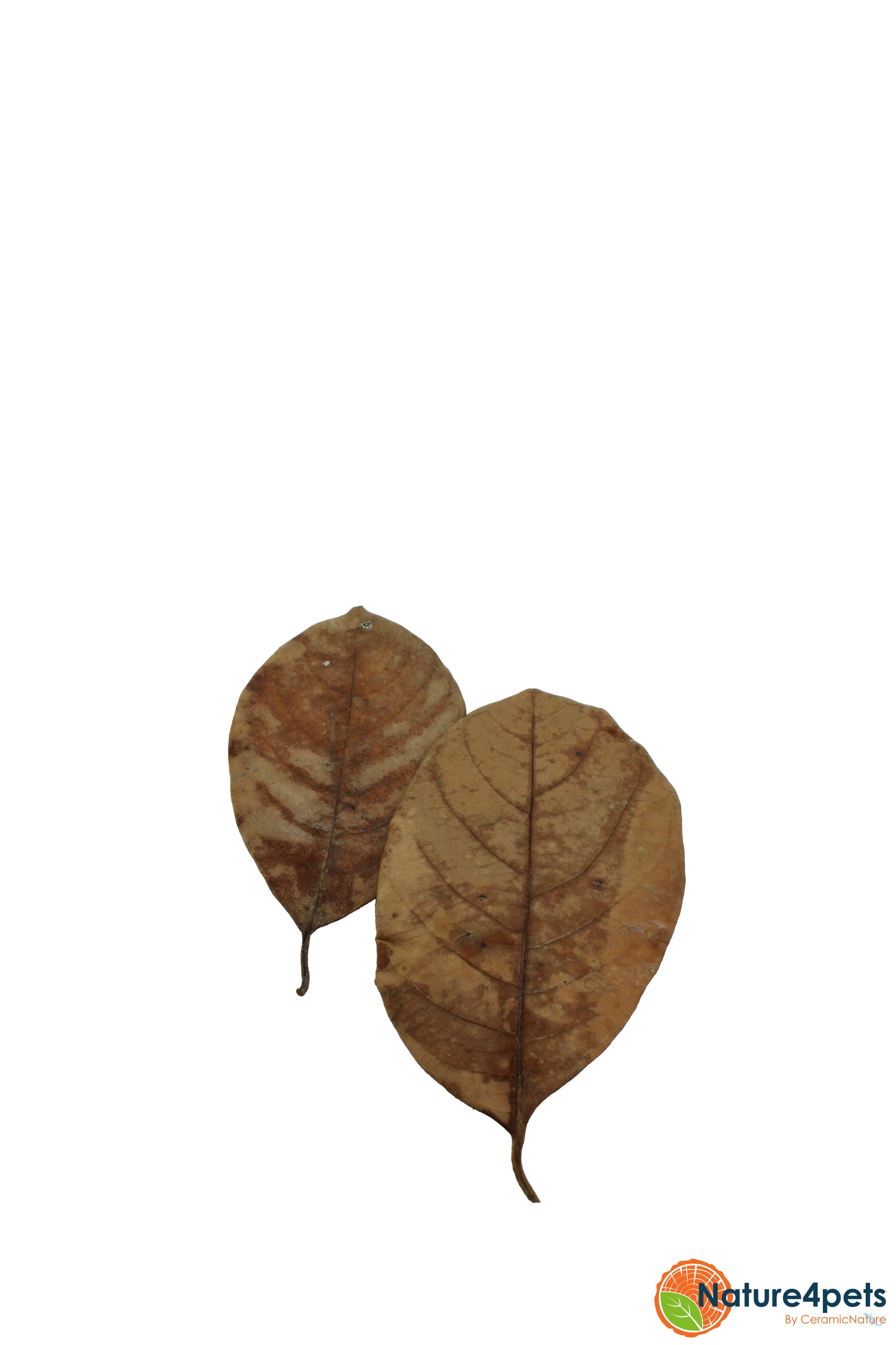 Jack leaves 20x