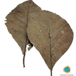 Teak leaves 10x