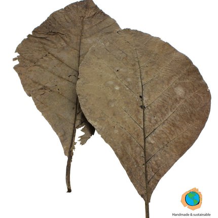 Teak leaves 10x