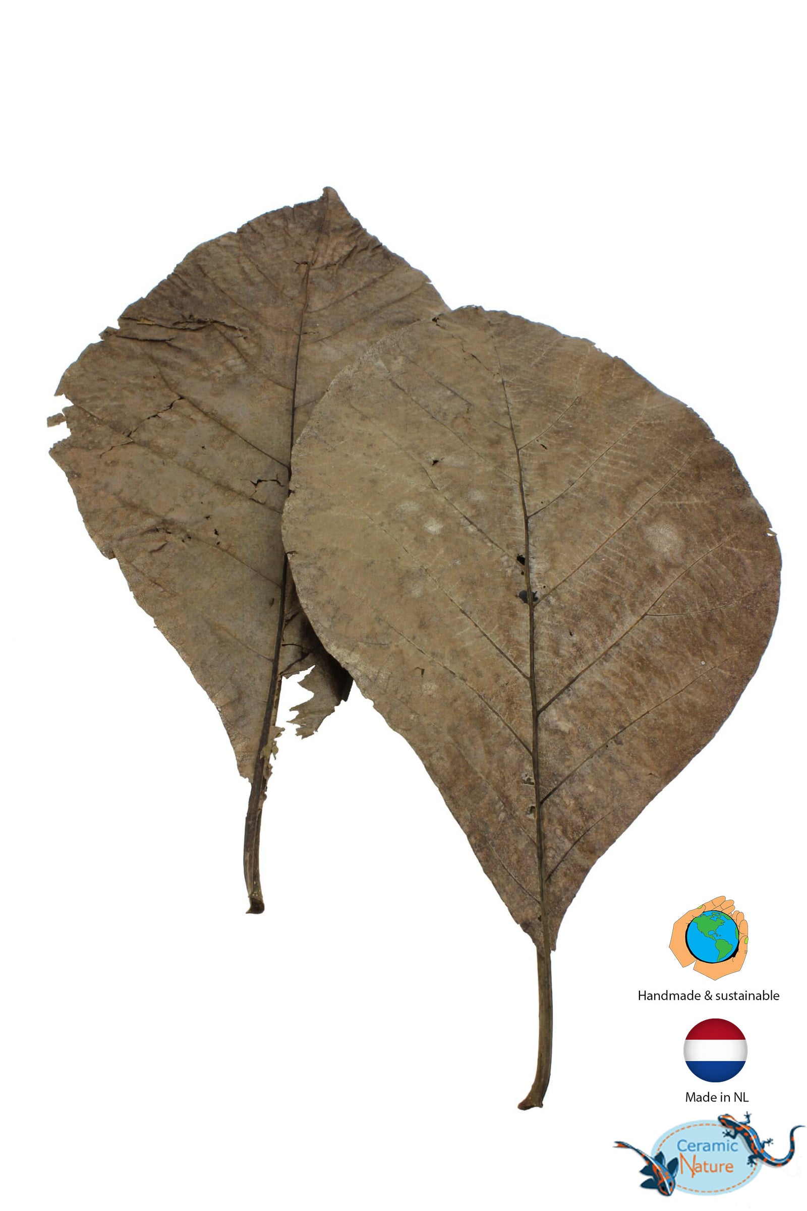 Teak leaves 10x