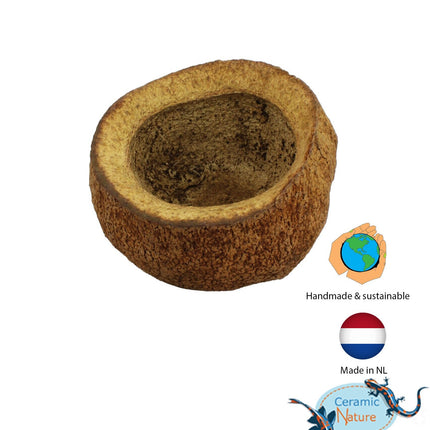 Sapucaia pods XL