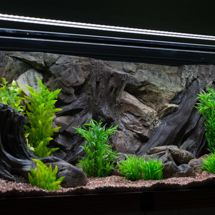 Background root