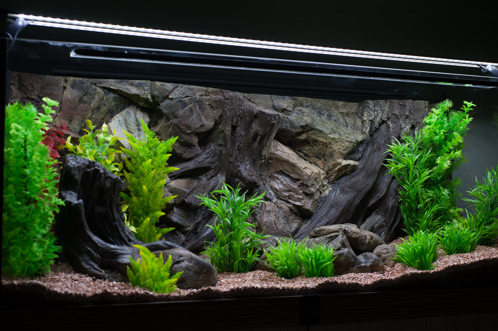 Background root