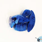 Blue betta plush