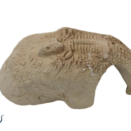 Fossil stone White