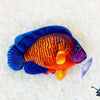 Coral beauty plush