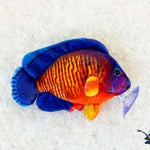 Coral beauty plush