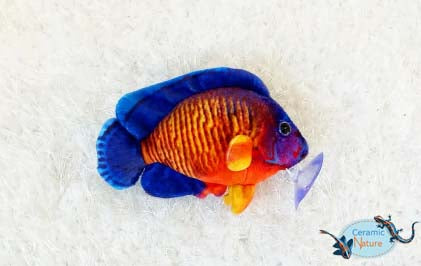 Coral beauty plush