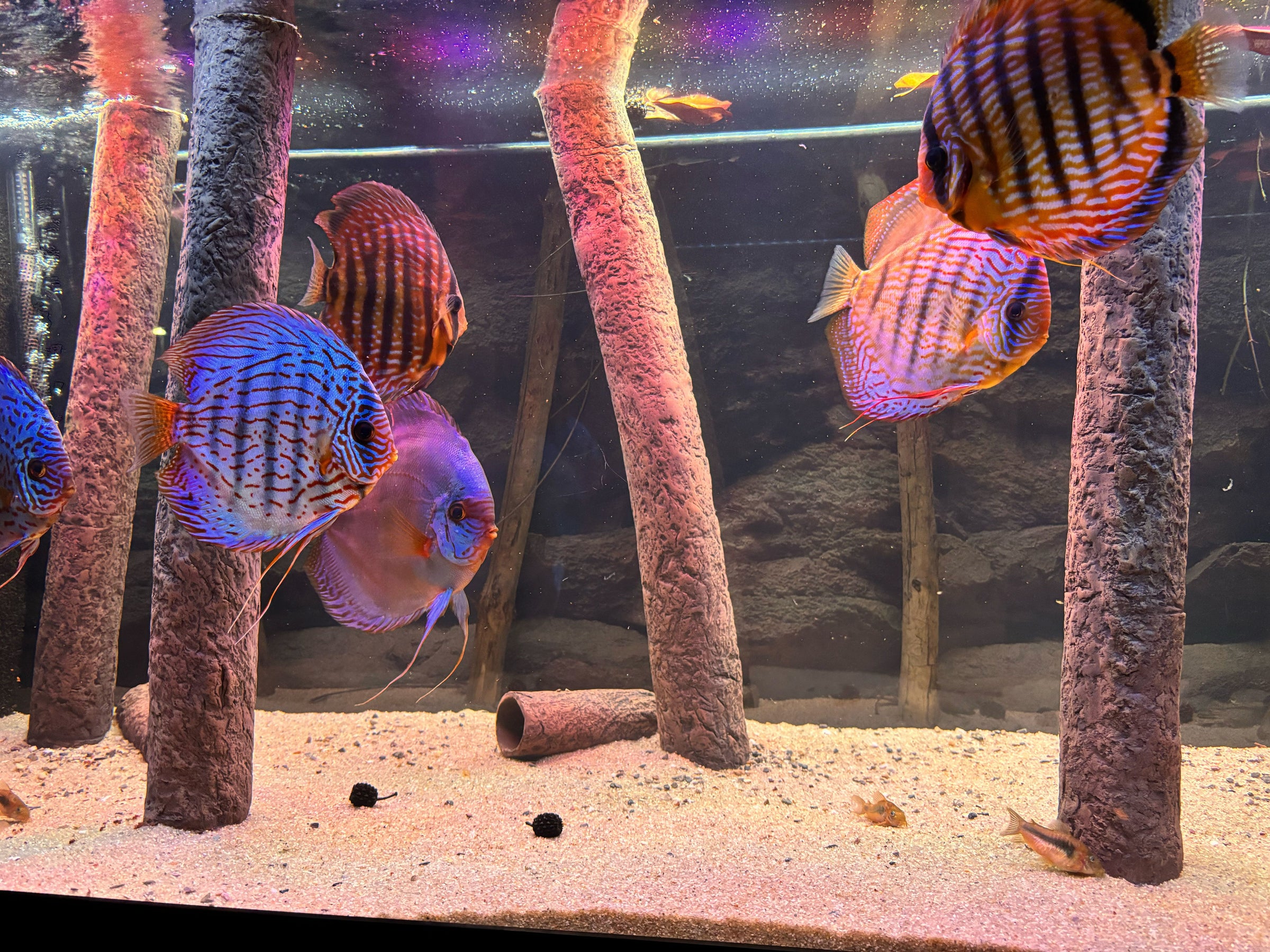 Fish in aquarium