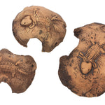Fossil stone brown