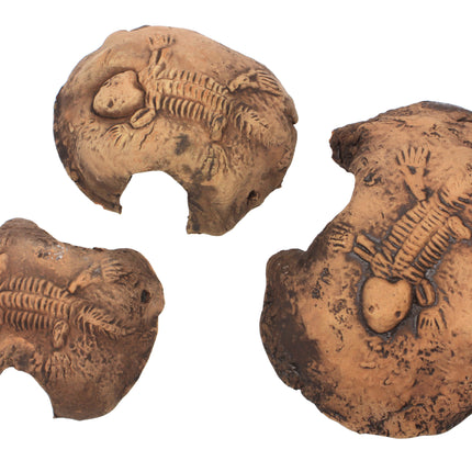 Fossil stone brown