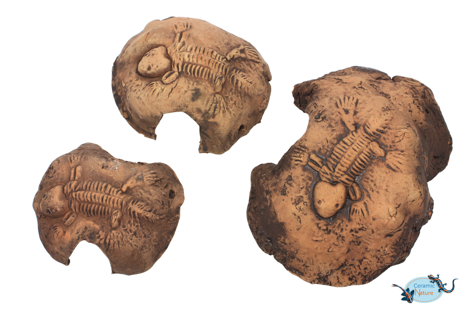 Fossil stone brown