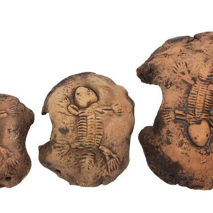 Fossil stone brown