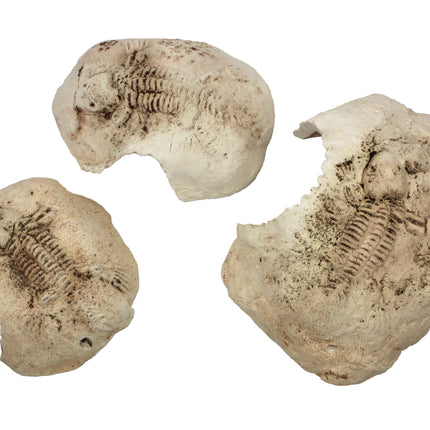 Fossil stone White