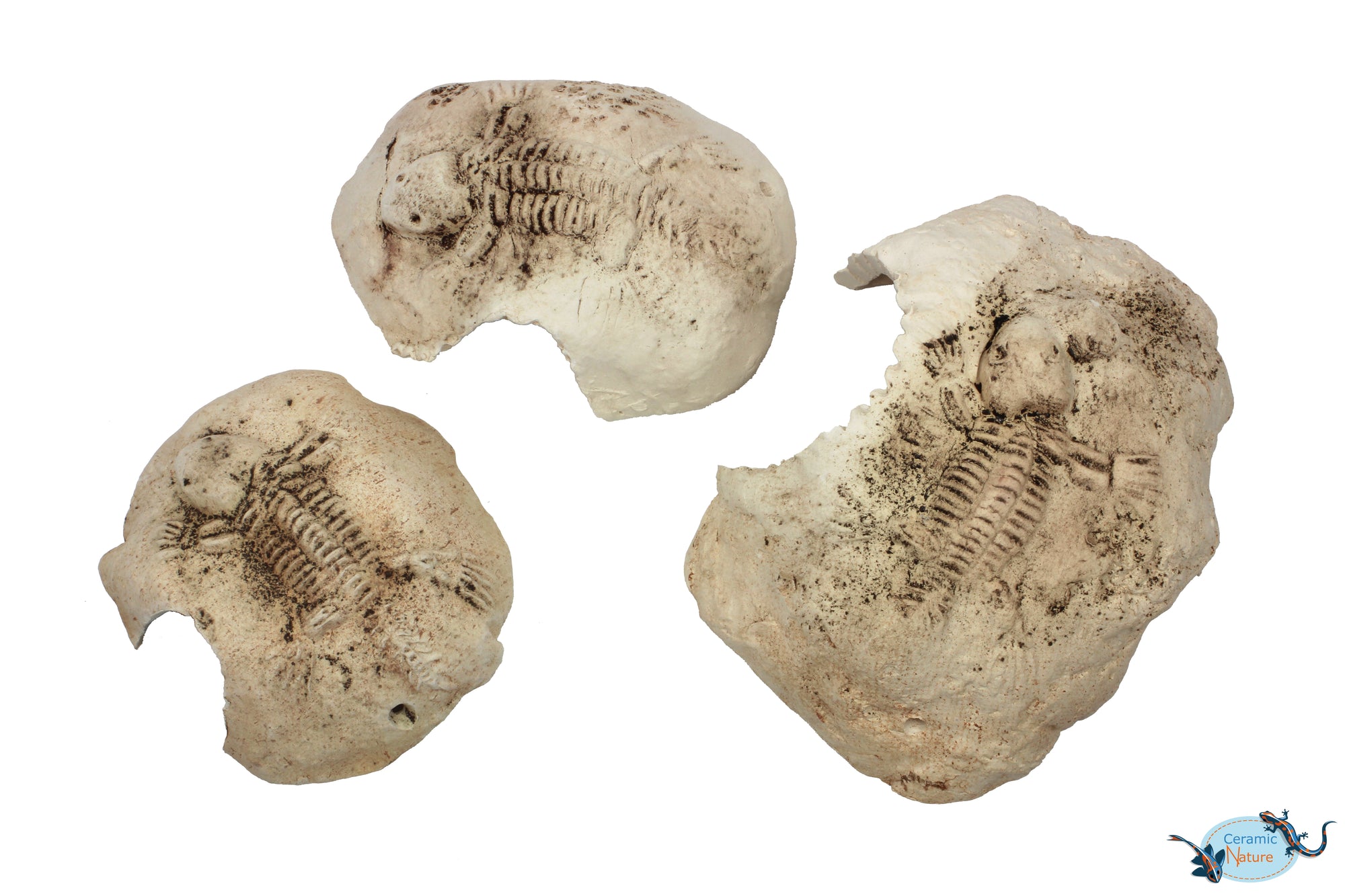 Fossil stone White