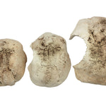 Fossil stone White