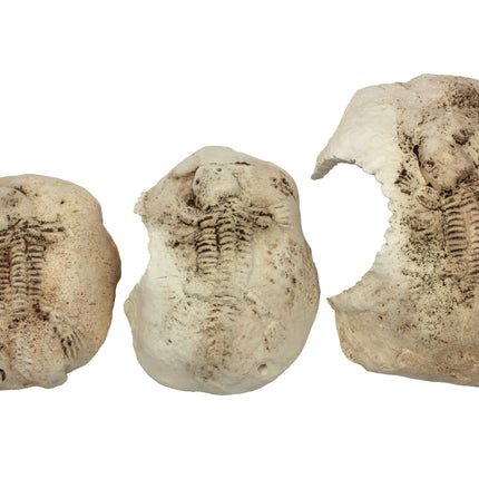 Fossil stone White