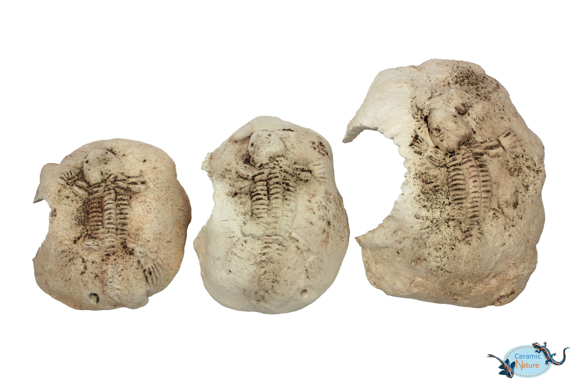 Fossil stone White
