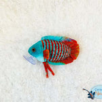 Gourami plush