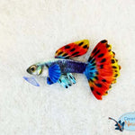Guppy plush