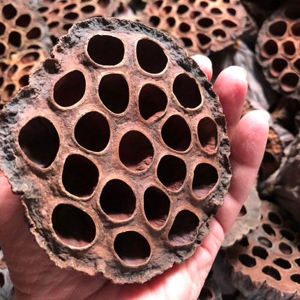 Lotus pods 3x