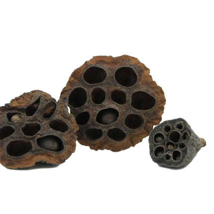Lotus pods 3x