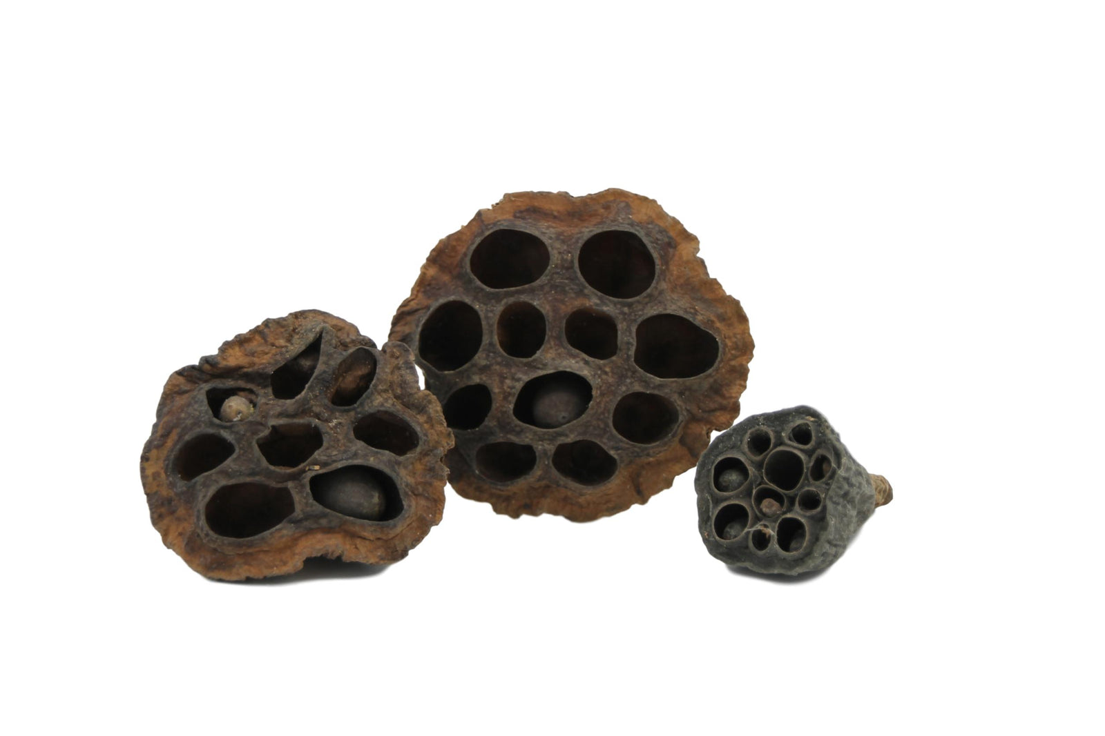 Lotus pods 3x