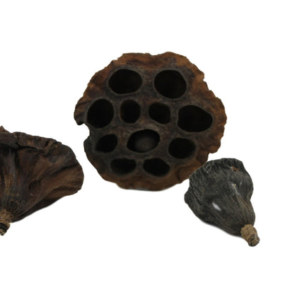 Lotus pods 3x
