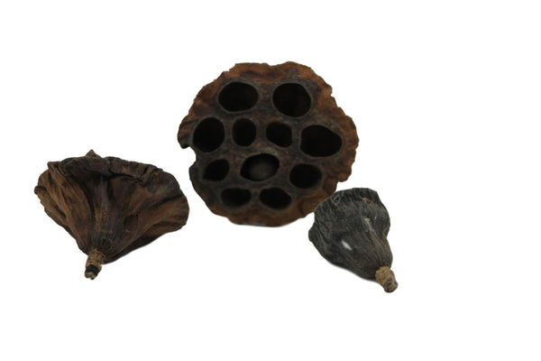 Lotus pods 3x