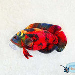 Oscar small lava plush