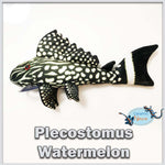 Watermelon pleco plush
